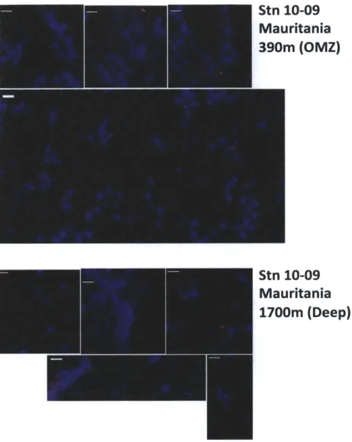 Figure 6  (including preceding page):  pXRF maps  of &gt;51pm marine  aggregates on polyester prefilters  from several  depths  near Africa/Mauritania  (Stn