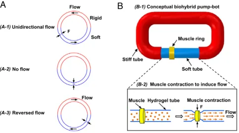 Fig. 1. Concept design of a biohybrid valveless pump-bot. (A) Closed-loop tube filled with liquid, consisting of a soft tube (blue) connected to a rigid tube (red)