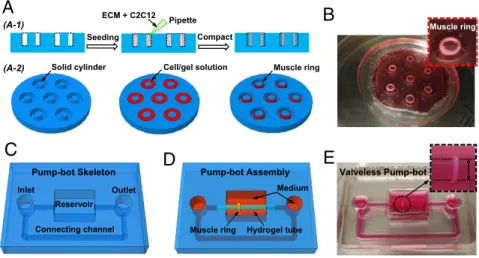 Fig. 2. Design and fabrication of a biohybrid valve- valve-less pump-bot. (A) Schematic illustration of the  fab-rication process for muscle ring from 2D  cross-sectional view (A-1) and 3D titled top view (A-2)