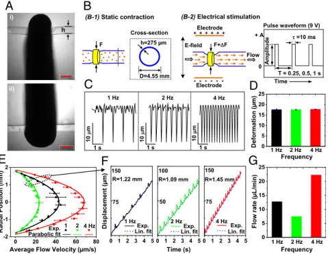 Fig. 4. Unidirectional flow generated by electrical stimulations. (A) Phase-contrast image of a muscle ring wrapping around the hydrogel tube