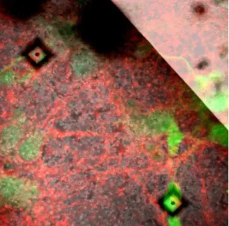 Figure 5: Fluorescence microscopy  image of cultured cells aligned on top 
