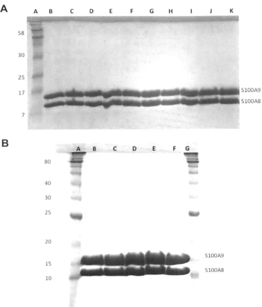 Figure  2.3.2.  SDS-PAGE  (15%  Tris-HCI  gel)  of  purified  proteins  employed  in  this  study.