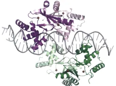 Figure  1.3.3.  Crystal  structure  of  Zur  bound  to  cognate  DNA  (PDB  ID:  4MTD)