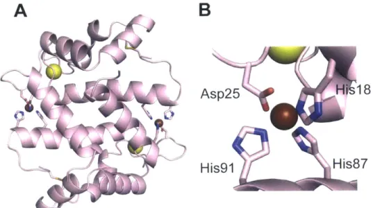 Figure  1.5.4.  Crystal  structure  of  Zn(Il)-  and  Ca(ll)-bound  S10OA7  (PDB  ID:  2PSR)  The S10OA7  dimer  (A)  and  an  expansion  of the  Zn(Il)-binding  site  (B)  are  shown