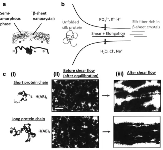 Figure  1-3:  Analysis  of  the  influence  of  spinning  process  and  protein  chain  length  on  the formation  of  continuous  and  robust  silk  fibers