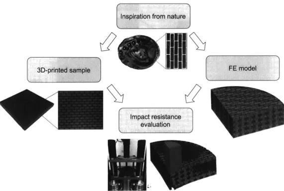 Figure  3-1:  Methodology  of  research  includes  inspiration  from  nature,  creation  of  a  finite element  (FE)  model,  additive  manufacturing,  and  droptower  testing
