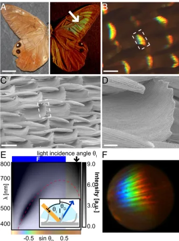 Fig. 1. Optical properties of the curled scales in butterfly P. luna. (A) Optical image of P