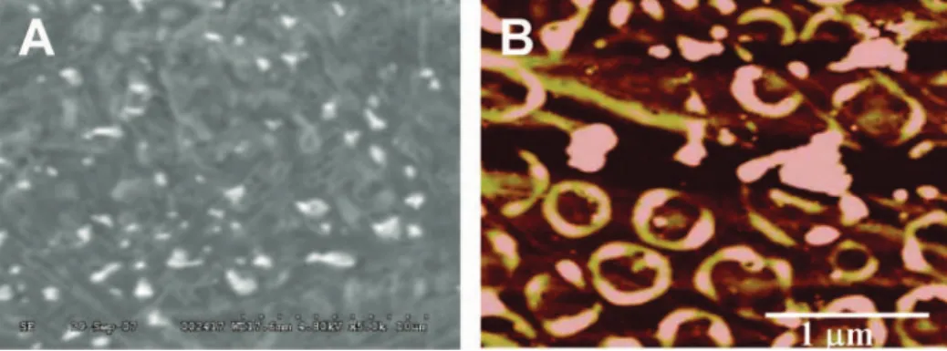 Figure 2. (A) SEM micrograph (5000×) and (B) AFM micrograph of the SWCNT/AuNP/Fc-pepstatin film after incubation with 10 pM of HIV-1 PR