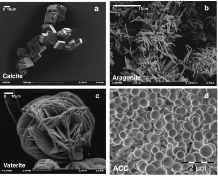 Figure 2.1 SEM images of CaCO 3  polymorphs, showing different shapes and morphologies of the 