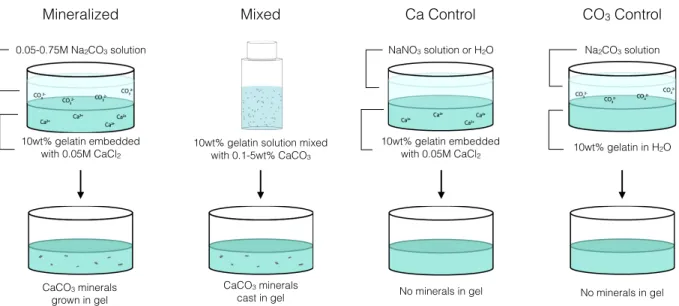 Figure 3.1 Diagram of sample preparation procedures for “mineralized” and “mixed” gels, where CaCO 3