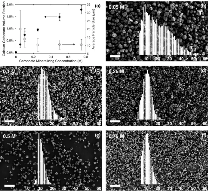 Figure 3.2 Properties of mineralized CaCO 3  particles grown in gels after 1 h. (a) CaCO 3  volume fraction  (closed circles) and average particle size (open circles) as a function of the concentration of Na 2 CO 3