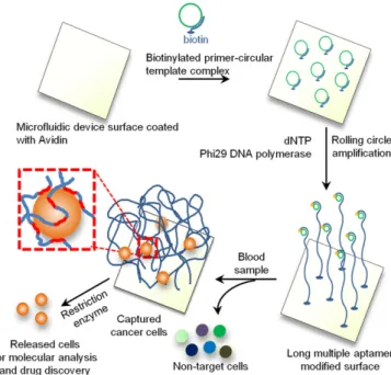 Fig. 1. Isolation and detection of cancer cells in whole blood using long multivalent DNA aptamer-based micro ﬂ uidic device