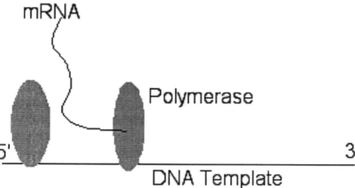 Fig.  2-1:  RNA  Polymerases  arrive  and  produce  the  mRNA  (messenger  RNA)  tran- tran-script  in  the  5'-3'  direction  along  the template  DNA.
