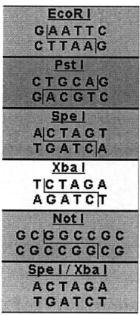 Fig.  2-2:  Standard  BioBrick  Restriction  Sites.  These  sites  must  not  be  included  in any  part,  otherwise  the  assembly  protocol  will  fail.