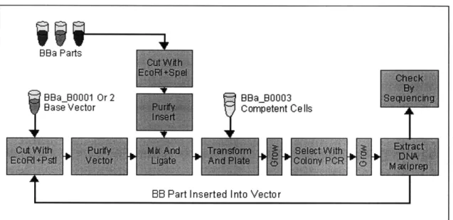 Fig.  2-6:  An  overview  of  the  Standard  Assembly  Process  [14,  26].  This  diagram shows  the  idempotent  assembly  procedure  where  the  output  from  one  cycle  is  an input  into  the  next.