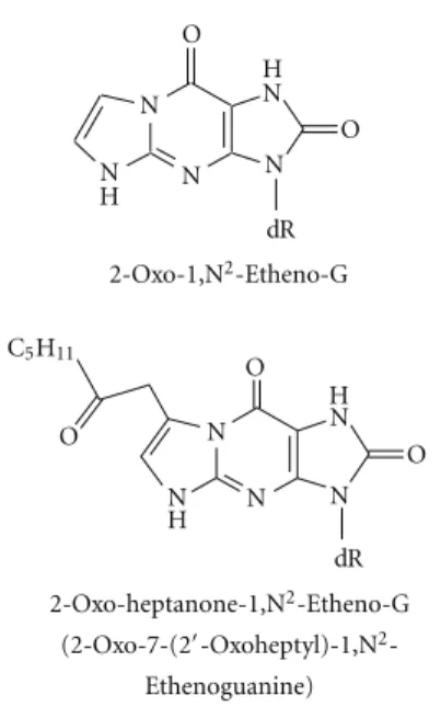 Figure 3: Oxidation of substituted etheno adducts.