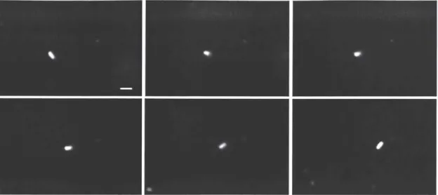 Figure  3-1:  E.coli  GFP  0157:H7  giggling  under  the  microscopy.  The  time  between each  frame  is  0.21s,  the  scale  bar  is  2  pm.