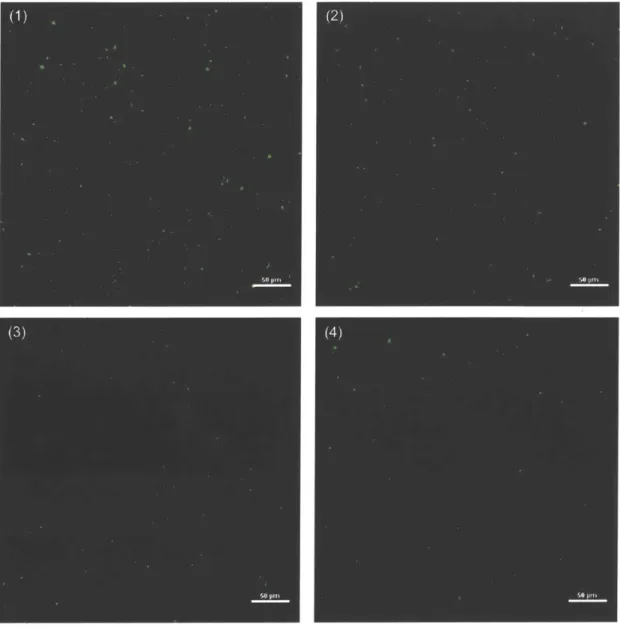 Figure 3-2:  Echerichia coli GFP 0157:H7 with four  different  cell  concentrations  under microscope