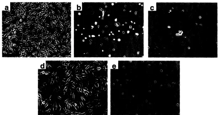 Figure  1-3. NR6WT  fibroblasts  after  three  days  seeded  at  10 000  cells/cm 2 onto  (a)  a 6.5/6.5 PAH/PAA multilayer, (b) a 4.0/4.0 PAH/PAA multilayer, (c) a 2.0/2.0 PAHIPAA multilayer, (d)