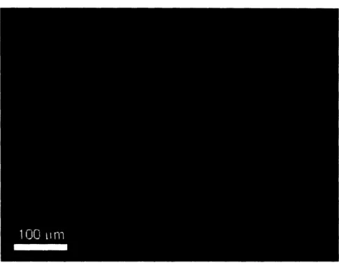 Figure 2-7. Fluorescent image of a 3.5/7.5 PAA/PAH multilayer platform stamped with PAH at pH  11 and subsequently reacted with dansyl chloride.