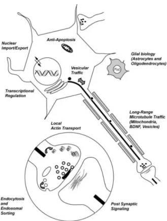 Figure 2. Schematic illustrating the biological functions of wildtype Huntingtin Illustration shows a generic neuron with an ensheathed axon (grey boxes represent oligodendrocyte wrapping) and an astrocyte (grey stellate shape)