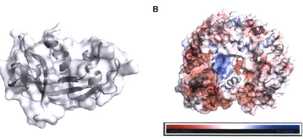 FIGURE  1.1.  Structures of RNase  I  and  RI.  PyMOL  renderings are  based on  PDB  entry  1 z7x.