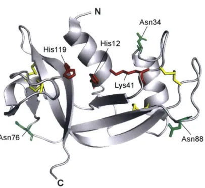 FIGURE  1.3.  Ribbon diagram  of the structure  of RNase  1.  PyMOL  rendering  is based on PDB  entry lz7x