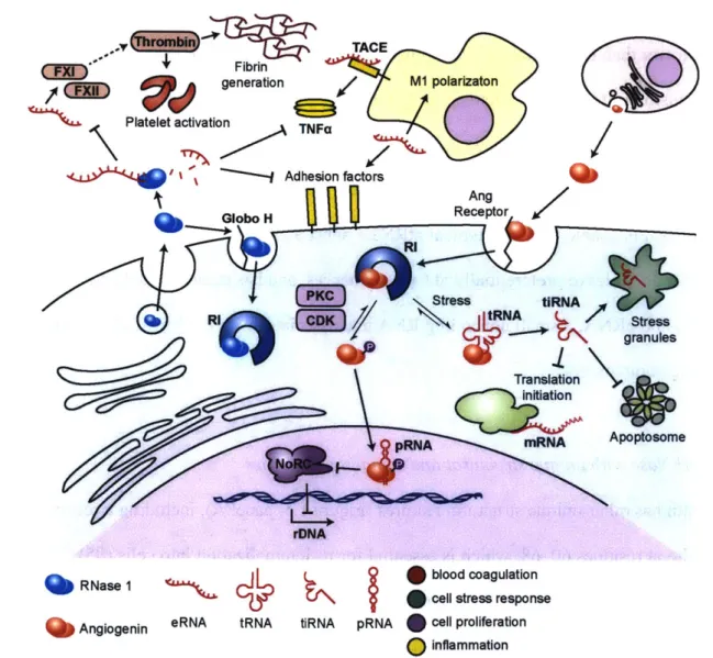FIGURE  1.4.  Schematic  of RNase  1  and  angiogenin  activities and  substrates.  RNase  1 acts primarily on targets outside of the cell, where it degrades  extracellular RNAs  (eRNA).