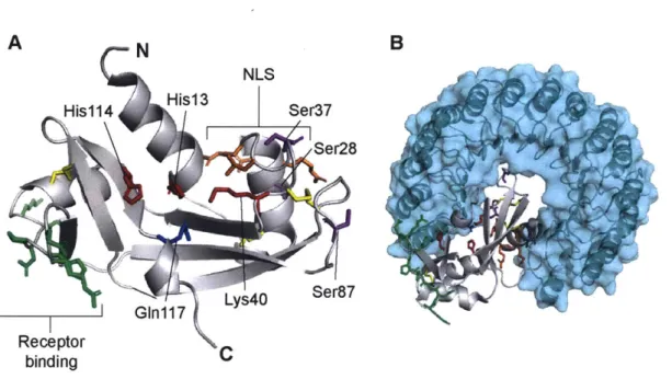 FIGURE  1.5.  Ribbon  diagrams  of the  structure of angiogenin.  PyMOL  renderings are based  on PDB  entries  1ang  and  1a4y