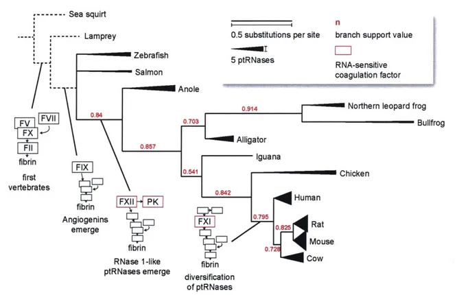 FIGURE  1.6.  Phylogenetic tree  of species  by ptRNase  homology,  annotated  with blood coagulation  factors