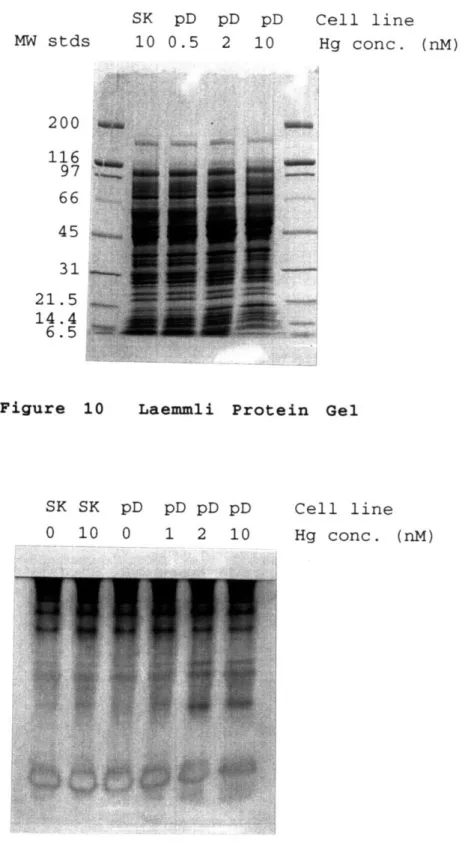 Figure  10 Laemmli  Protein  Gel