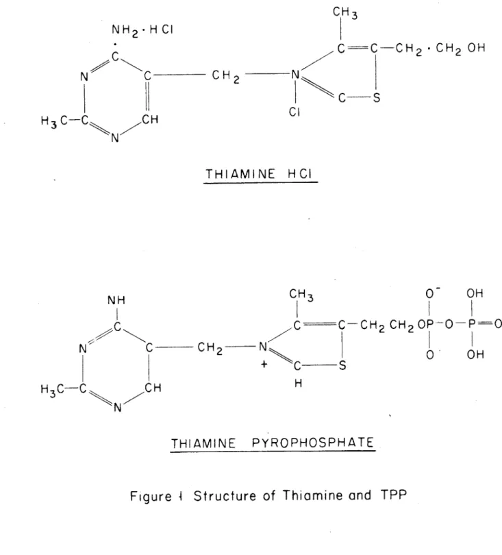Figure  I  Structure  of  Thiamine  and  TPPNH