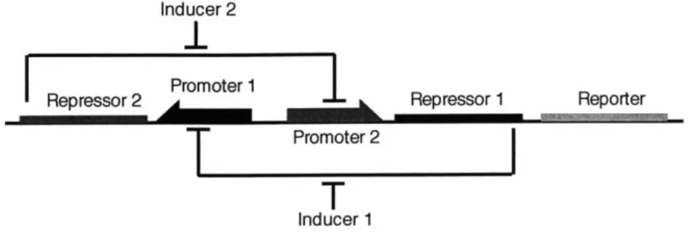 Figure  4-1:  Toggle  switch  design.  Repressor  1  inhibits transcription  from  Promoter  1 and  is  induced  by  Inducer  1