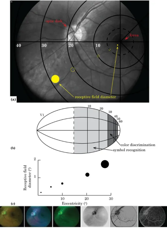 Figure 3.  Cortical magnification given by scaled receptive field size at increasing eccentricities