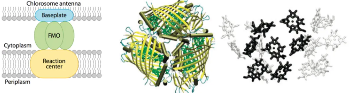 Figure  1-5:  Structures  of  Fenna-Matthews-Olson  (FMO)  pigment-protein  complexes  from  green  sulfur  bacterium,  Prosthecochloris  aestuarii  (Cheng  and  Fleming,  Annu