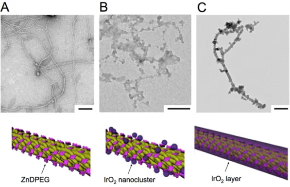 Figure 3-11: Transmission Electron Microscopy (TEM) images. Scale bars denote  200 nm