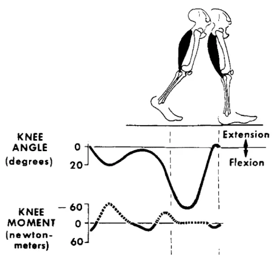 Figure  9-  Knee moment  in biological  walking shows  that most work in  swing  is  done  at  the  end  of  swing  flexion