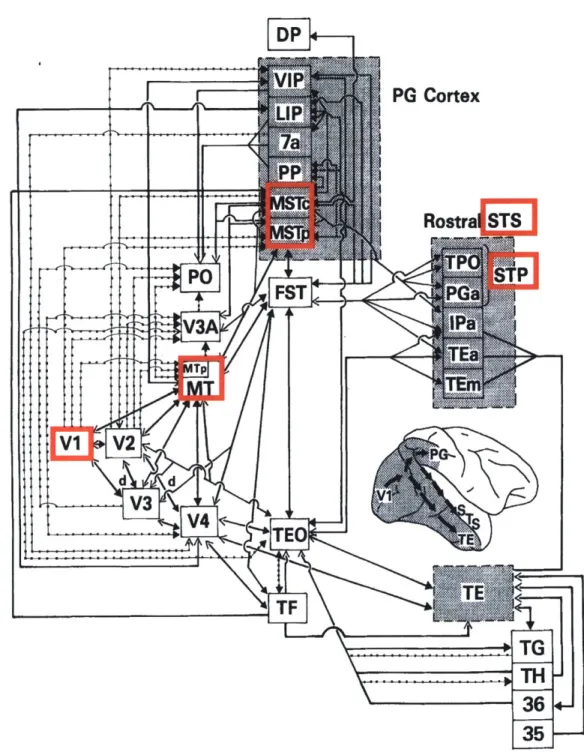 Figure 2-1:  Summary  diagram  of the  visual cortical  hierarchy.  Red  boxes  indicate the cortical  areas  we  model  along  the  dorsal  stream