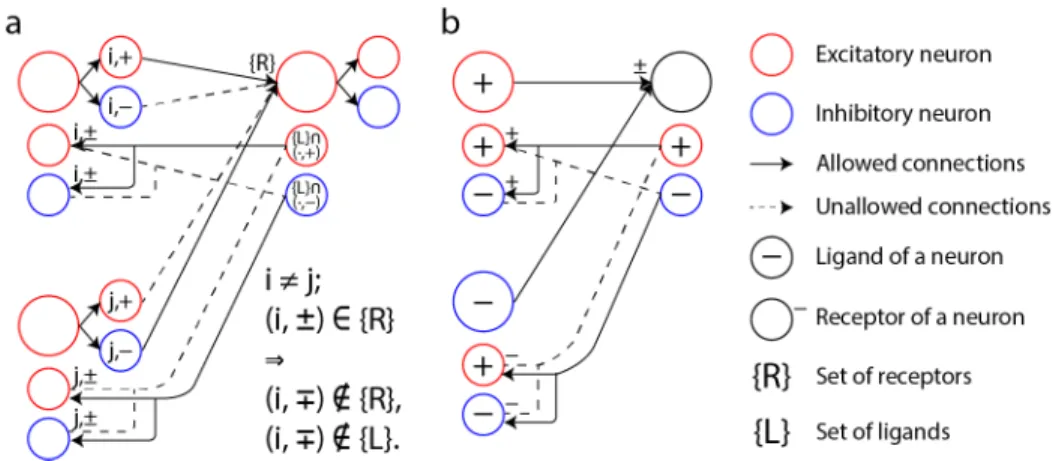 Figure 4: The specific wiring required for sign-symmetric feedback can be achieved using axonal guidance by specific receptor-ligand recognition