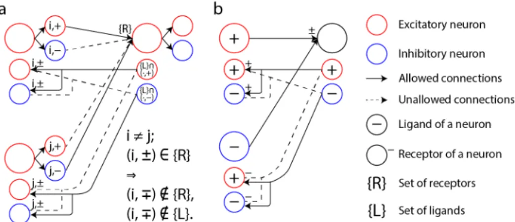 Figure 4: The specific wiring required for sign-symmetric feedback can be achieved using axonal guidance by specific receptor-ligand recognition