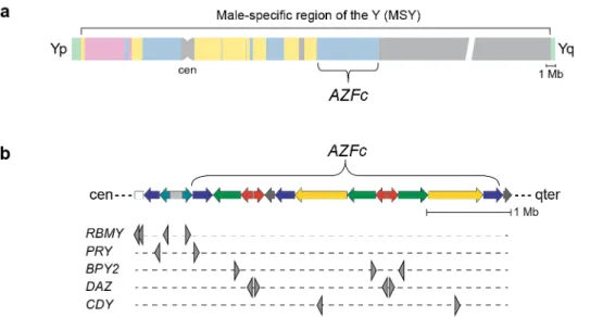 Figure 4.  Comparison of ampliconic sequence content of mouse and human MSYs 