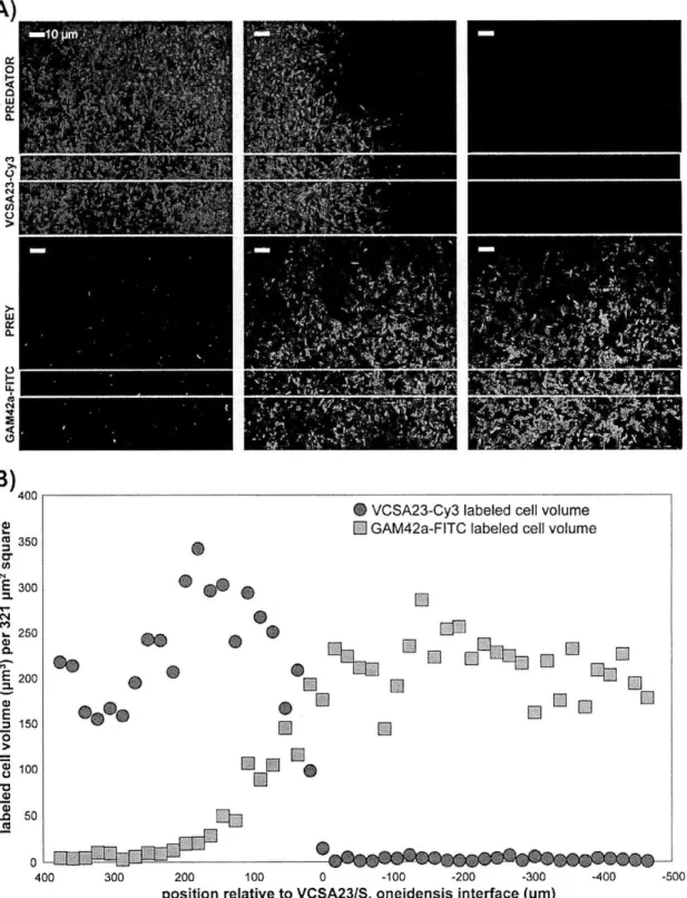 Figure 2:  (A)  Two-dimensional  confocal projections  of VCSA23  cells  (labeled  with the VCSA23-Cy3  probe,  top, in  red) and S