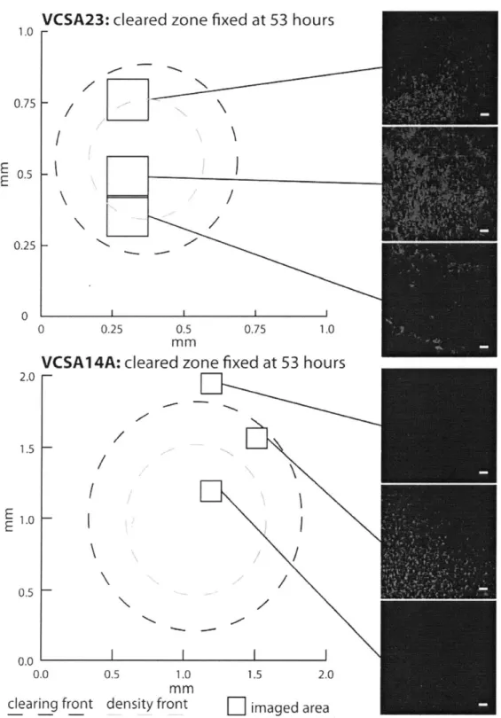 Figure 3:  Figure showing  the distribution of predator  cell density  within  incipient marine flavobacteria  swarms  for VCSA23,  at  top, and VCSA14A,  at bottom
