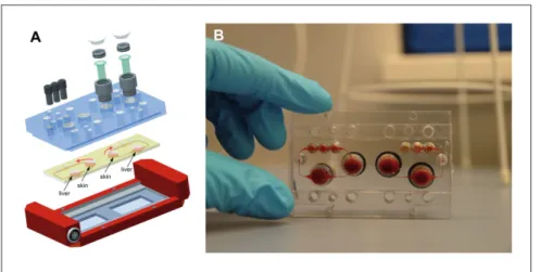 Fig. 10: Multi-organ chip platform  (A) A PDMS chip (yellow), 3 mm high,  bonded onto a microscopic slide hosts  two independent microcircuits with a  circulation channel of 100 x 500 µm