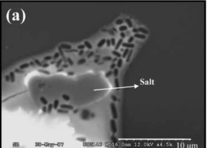 Fig. 3. SEM images of E. coli using the gold nanoparticle procedure before dialysis (a) and after dialysis (b)