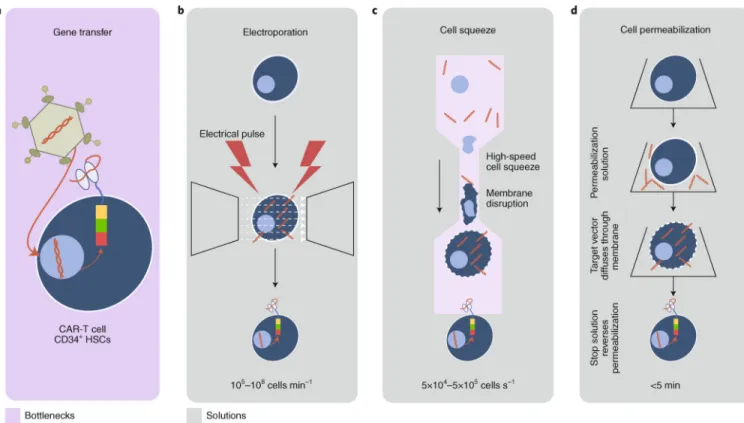 Fig. 4 |. Streamlining the genetic modification of cells for therapy.
