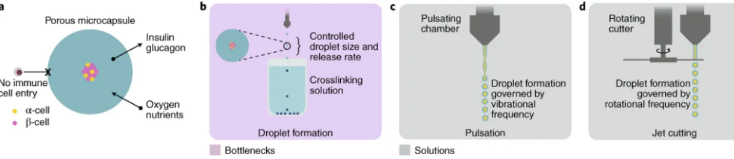 Fig. 6 |. Islet encapsulation.