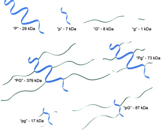 Figure 2.1.  Cartoon  representation of different  architectures  of PPLQ-HA  conjugates.