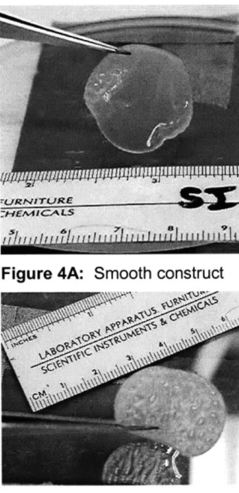 Figure  4A:  Smooth  construct