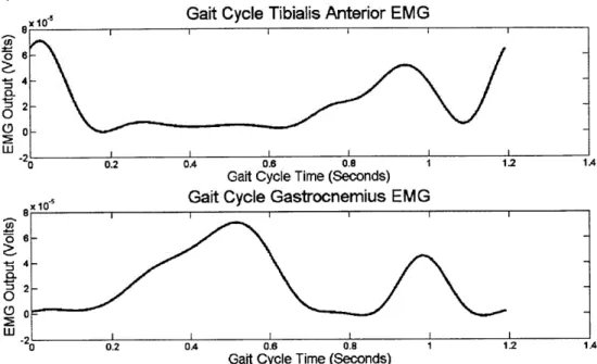 Figure  4:  Prototypical  EMG  response  for  a  subject's  (top)  tibialis anterior  and  (bottom)  gastrocnemius  muscles  for  a  gait  cycle